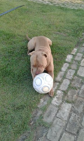 Filhote de Pit bull red nose