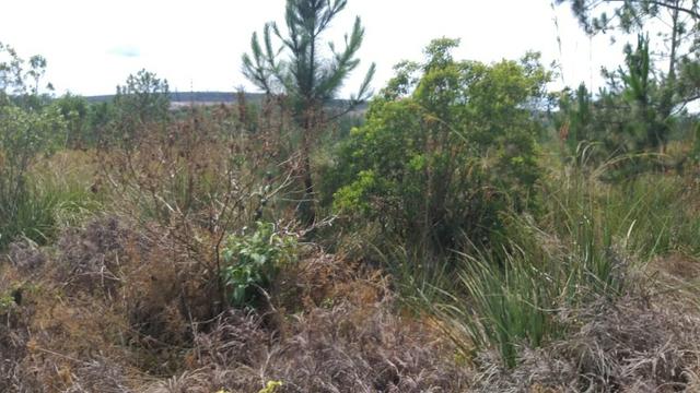 Urgente Fazenda a baixo valor de mercado (Angatuba SP) - Foto 20