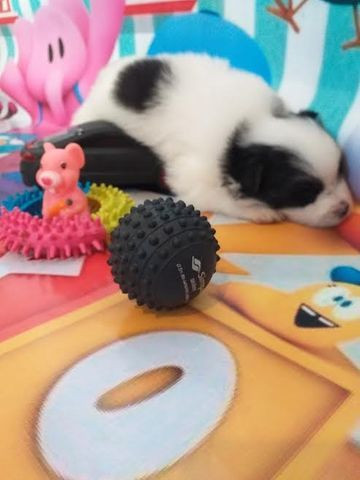 Spitz lulu filhote macho - Foto 4
