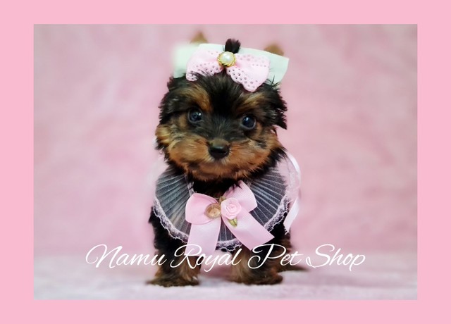 Yorkshire micro fêmea bem pequenininha, fotos reais - Namu Royal Pet Shop 