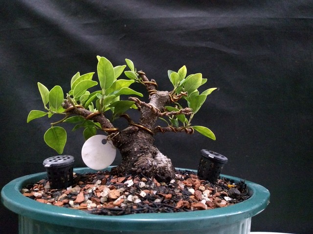 Pre bonsai ficus tiger barck 