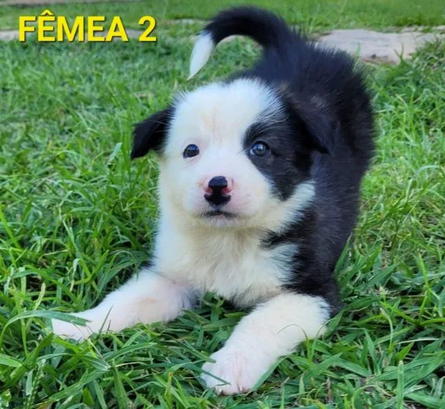 Border Collie Pedigree Cbkc Filhotes Alta Linhagem