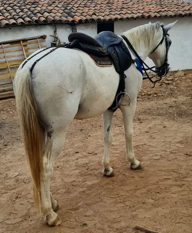 Cavalo de esteira - Cavalos e acessórios - Boca da Mata 1256655255