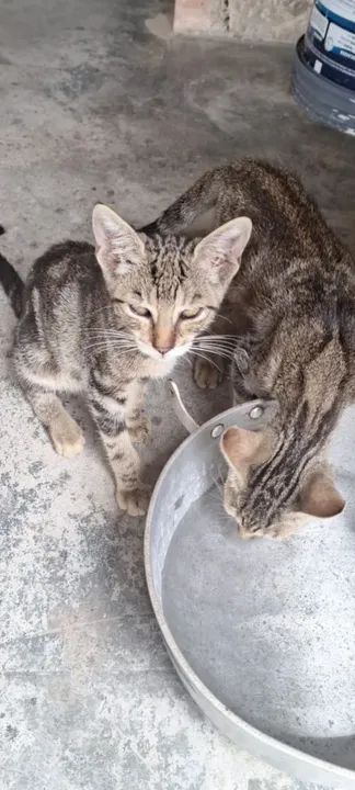 Quatro gatinhos fofinhos para doção!