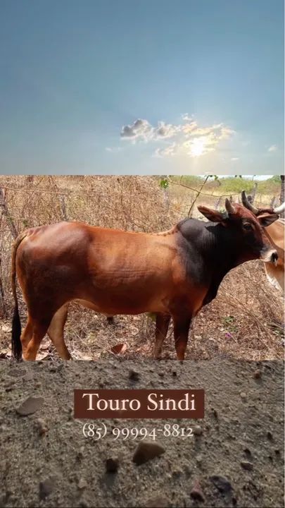 Touro Sindi