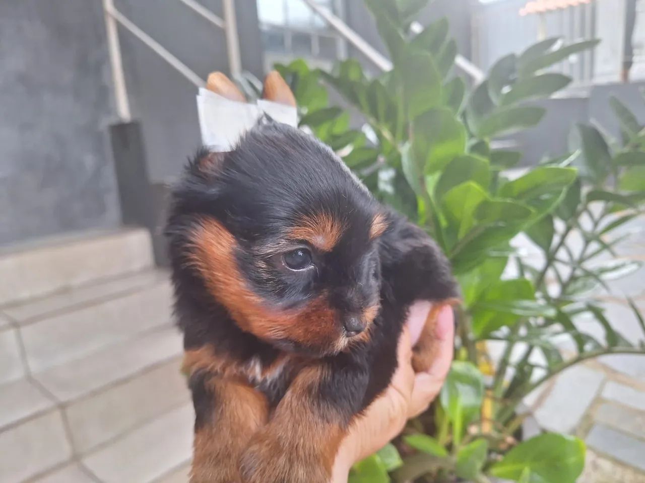 Lindos e fofinhos filhotes de Yorkshire bibelô baby face raridadede encontrar!