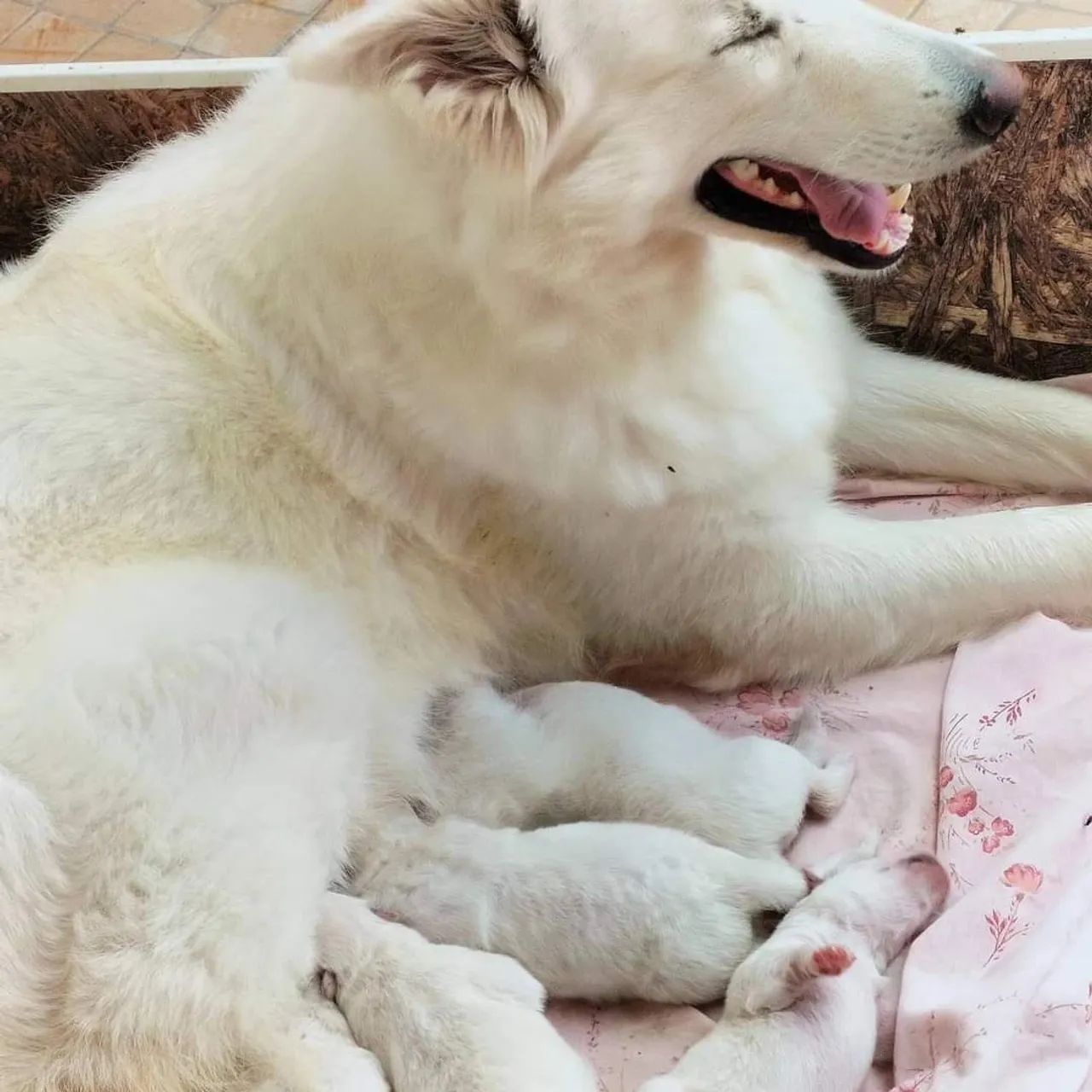 Filhote De Pastor Alemã Suíço Branco PromoÇÃo Cachorros E