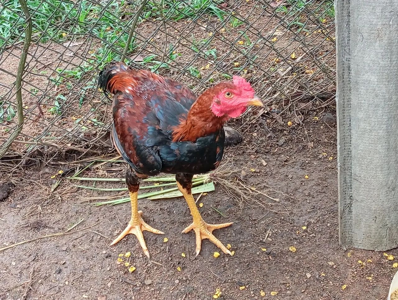 Frango caipira  - Foto 2