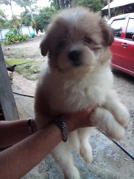 Shih Tzu Japanese Spitz Spitz Cross Dog Breeds Shih Tzu Jack