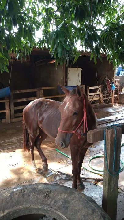 Vendo cavalo piquira  - Foto 3