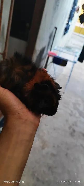 Porquinho da índia  - Foto 4