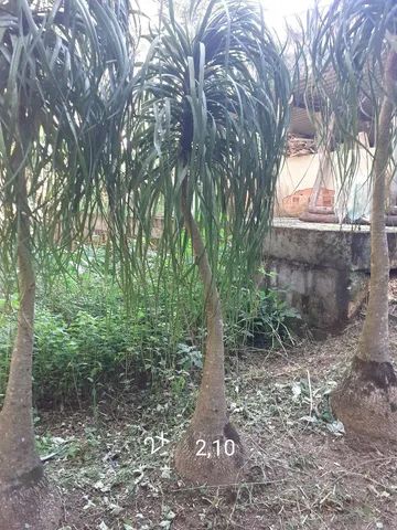 Pata de elefante(nolina) 2,10 - Foto 4