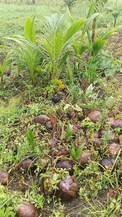 Vendo mudas de coco anã  - Foto 2