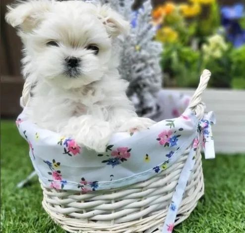 Maltês Micro e Pequeno - Filhotes Brancos e Lindos!