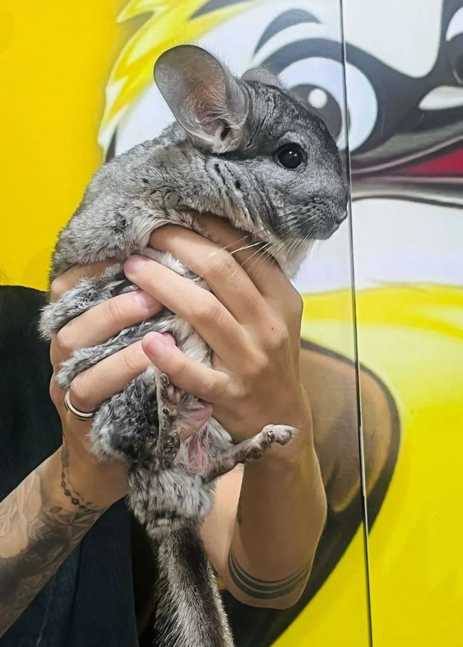 Chinchila Macho e Fêmea  - Foto 4