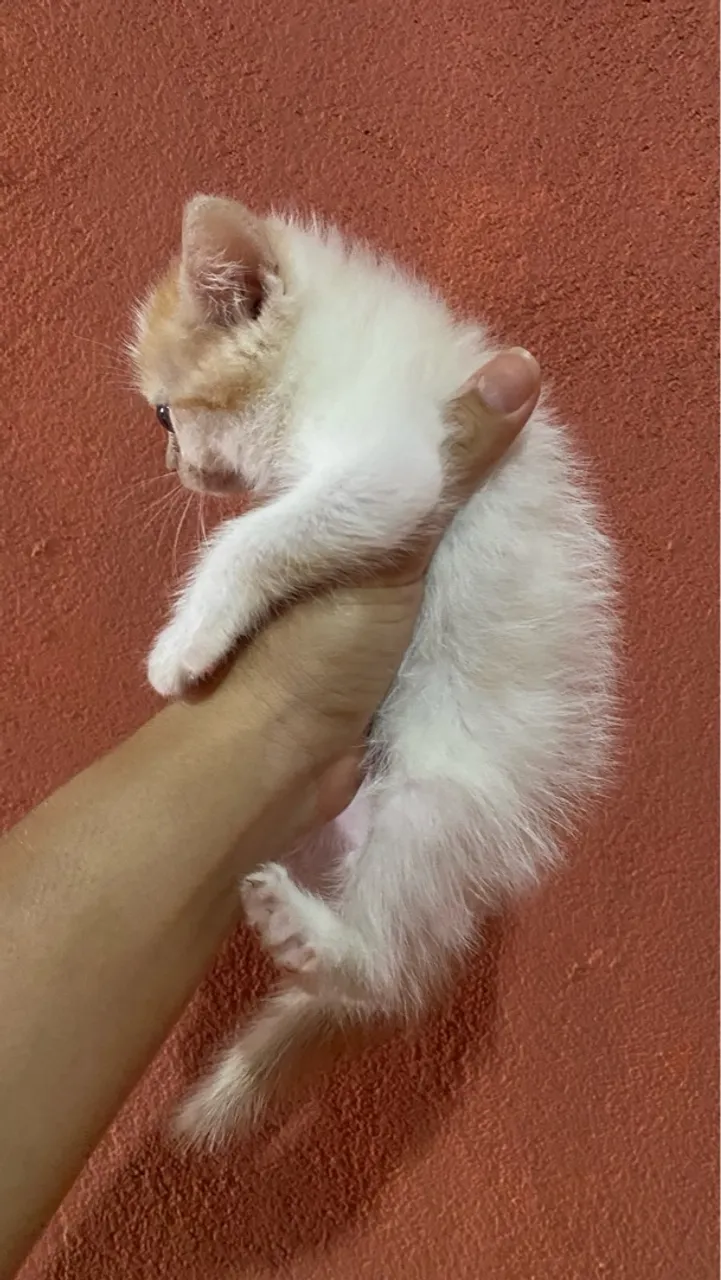 Gatos persa mestiços