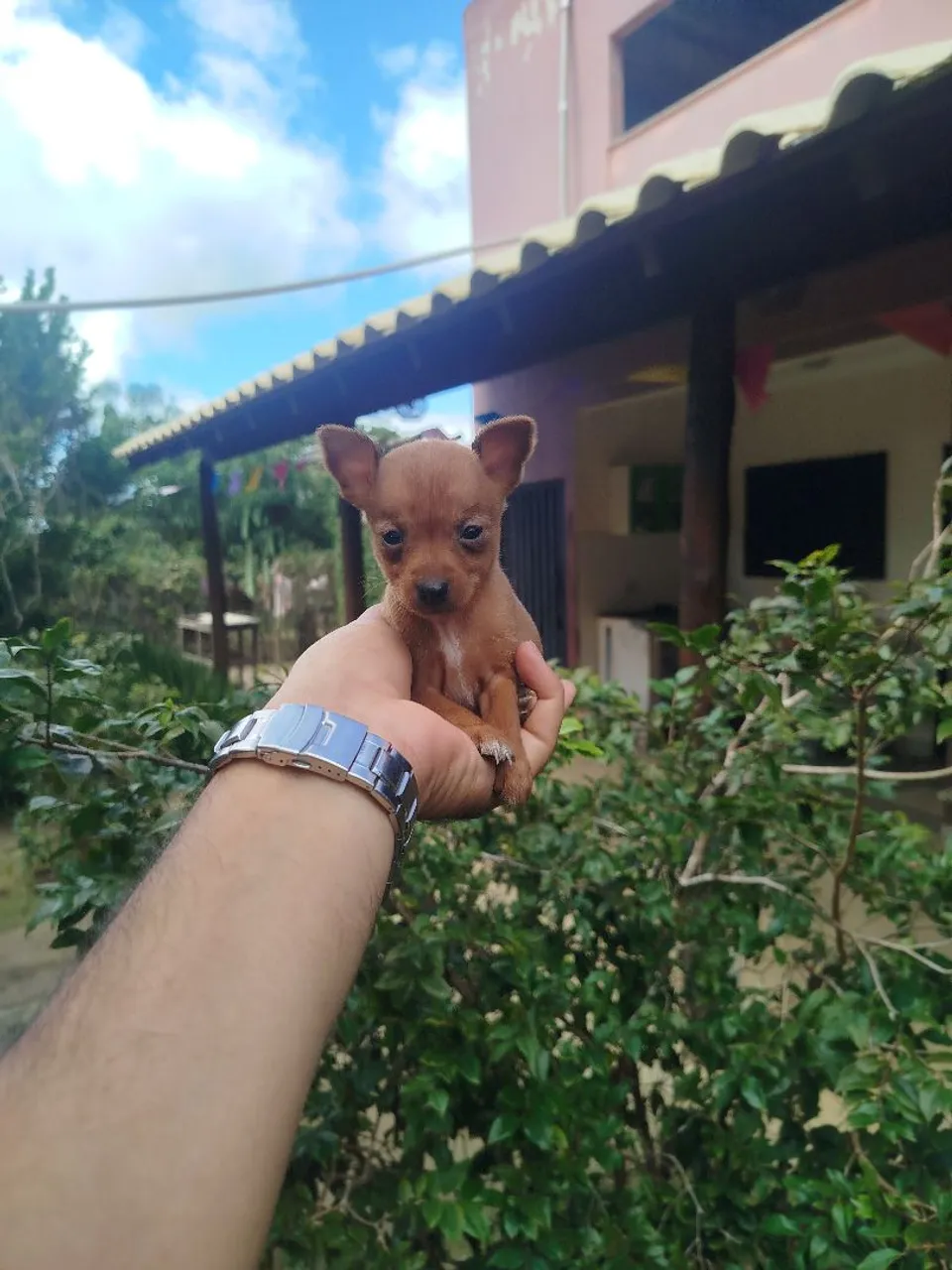 Filhotes de Pinscher Miniatura - Encantadores!