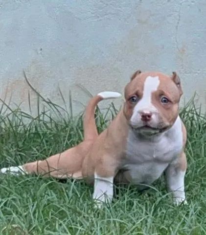 Filhotes PitMonster  - Foto 2