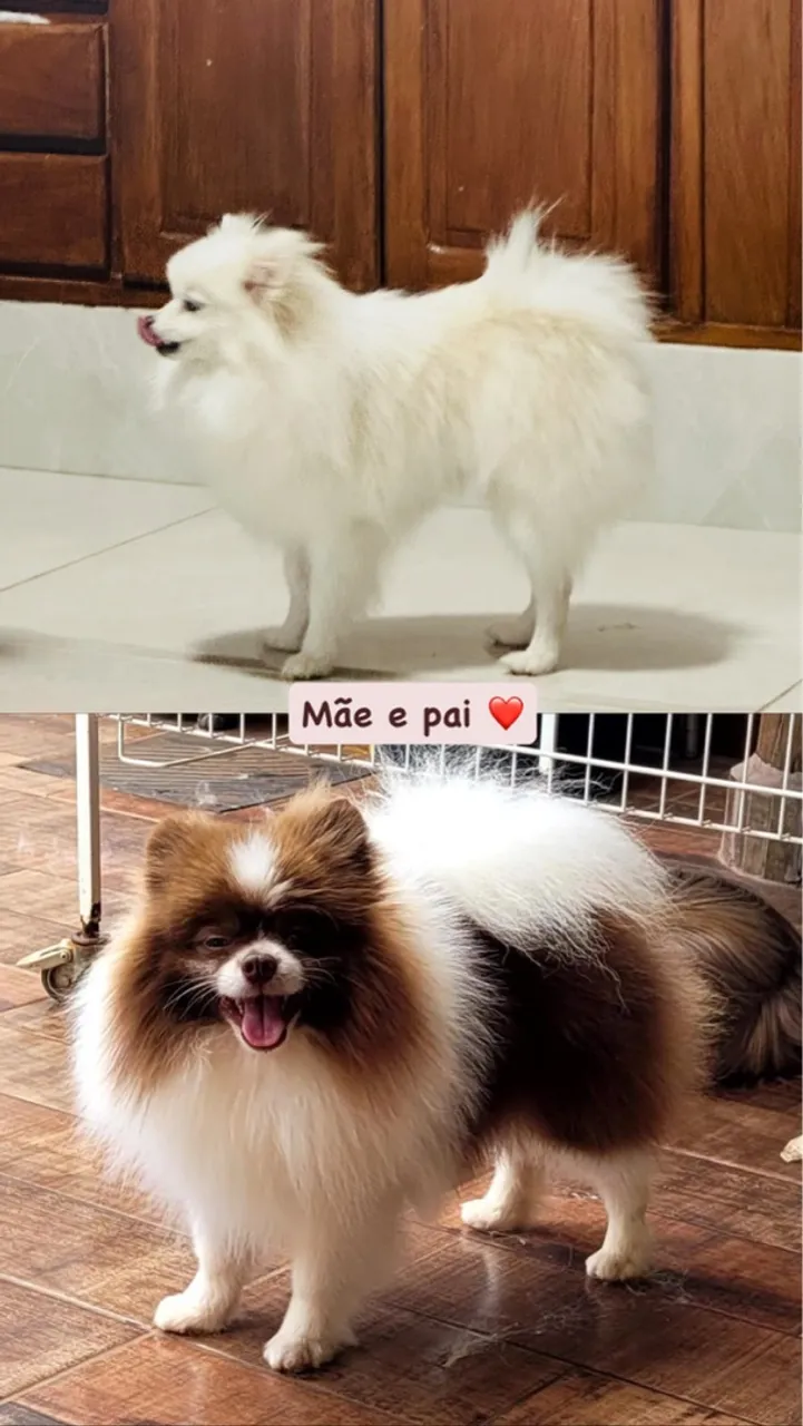 Filhotes de Spitz Alemão