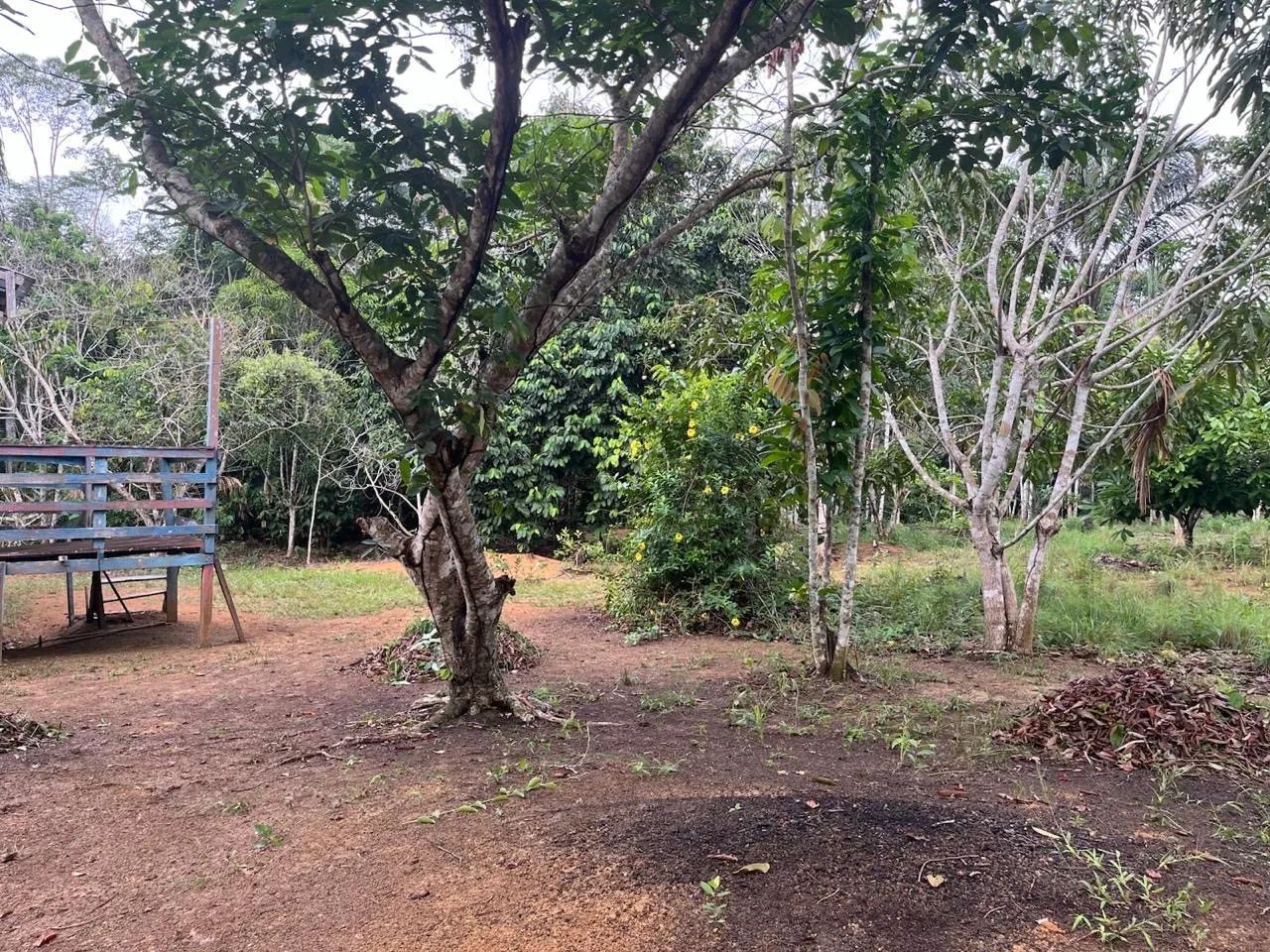 Vendo/Troco sítio no purupuru com 2 casas de madeira e garapé no quintal  - Foto 2