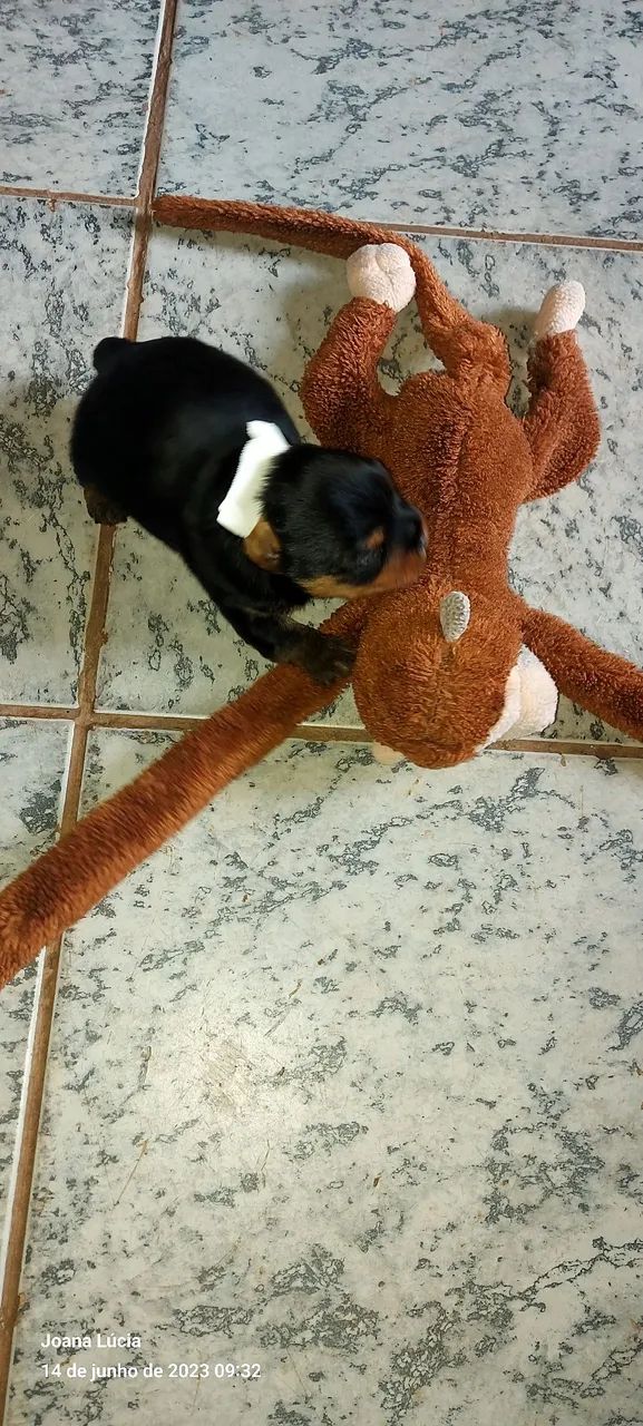 Vendo Yorkshire 1 300 cada são 3 fêmea 