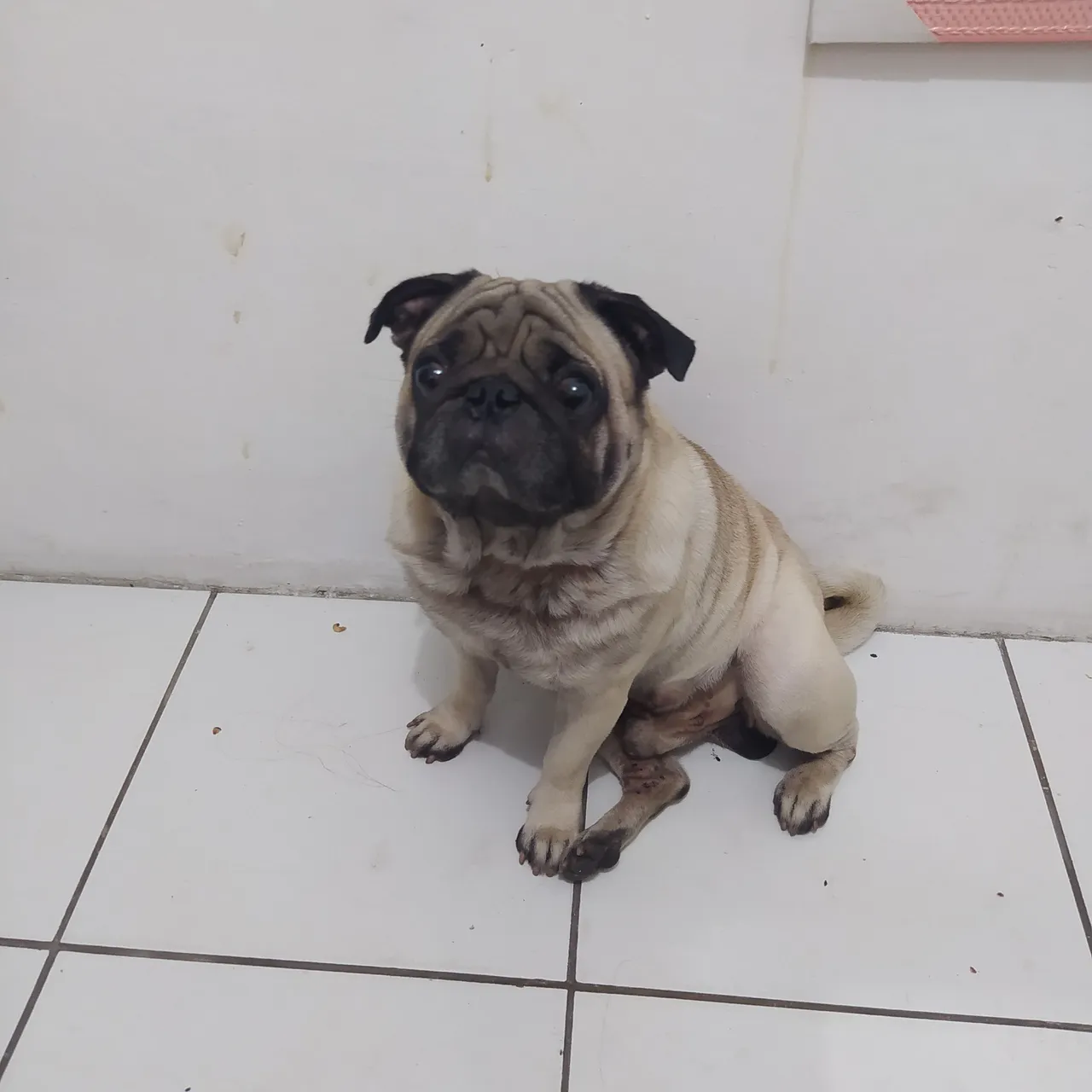 Pug adulto para adoção. Muito dócil e carinhoso. 6 aninhos de idade.