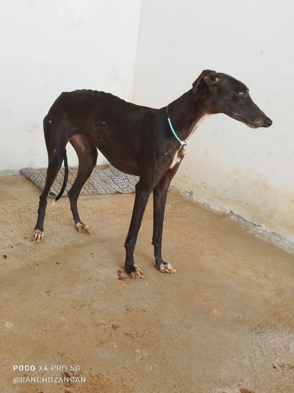 Galgo italiano  - Foto 6