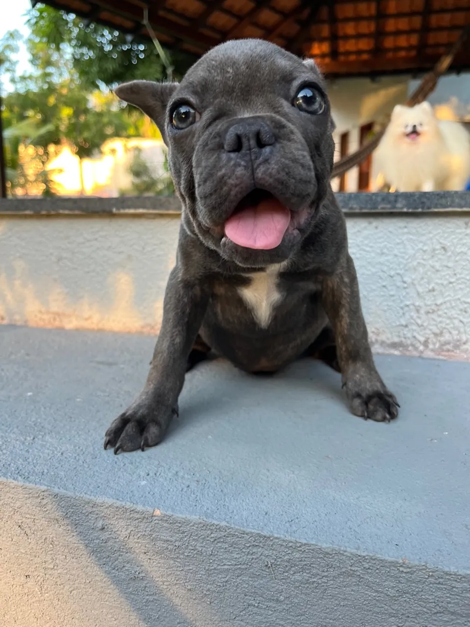 Filhotes de Bulldog Francês blues