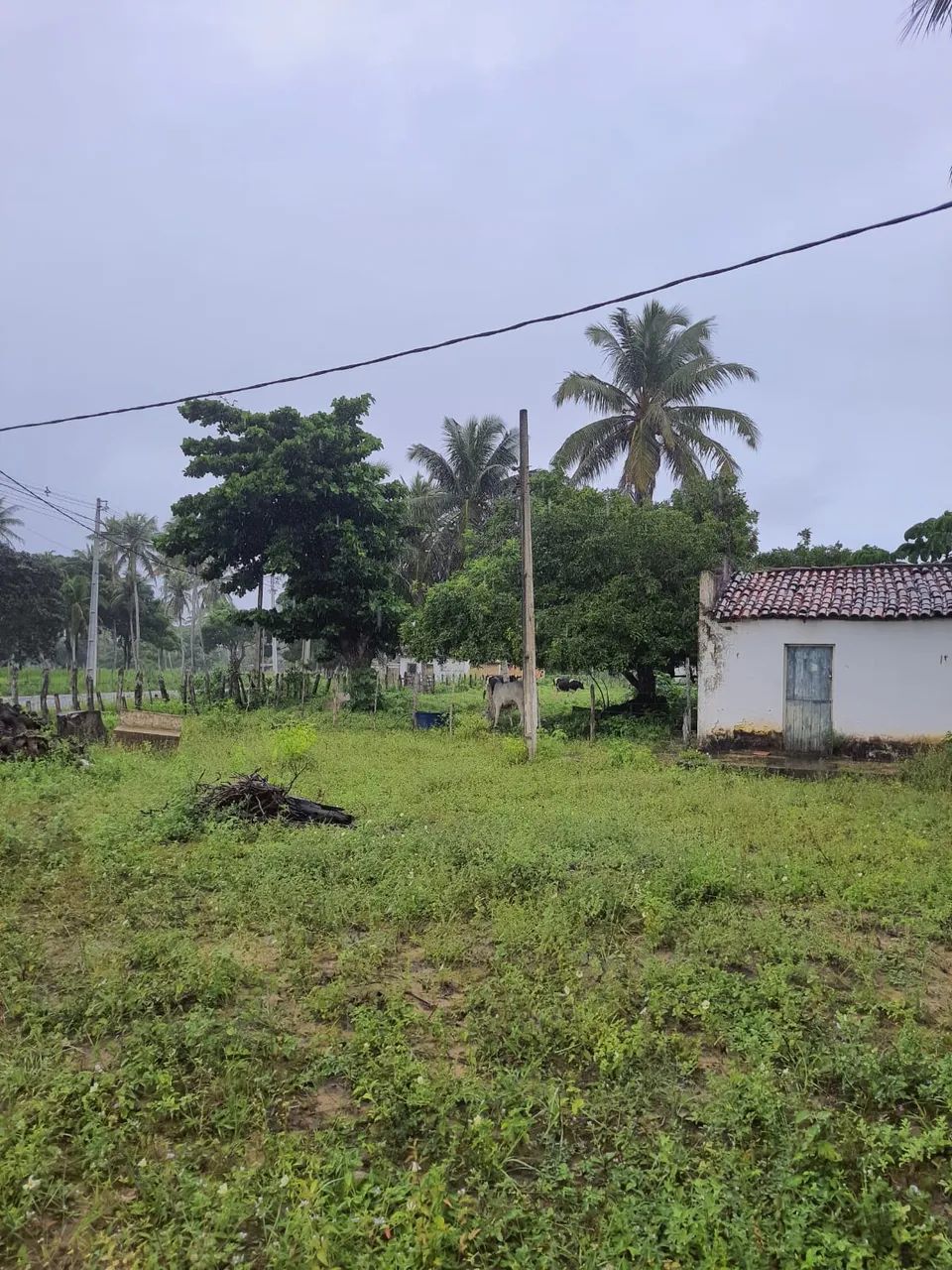 Excelente Fazenda com 30 hectares na região de Monte Alegre - Foto 4