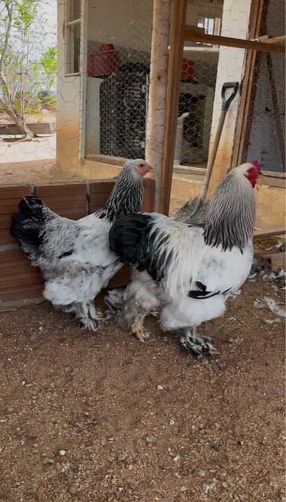 Casal de Galinha brahma light 