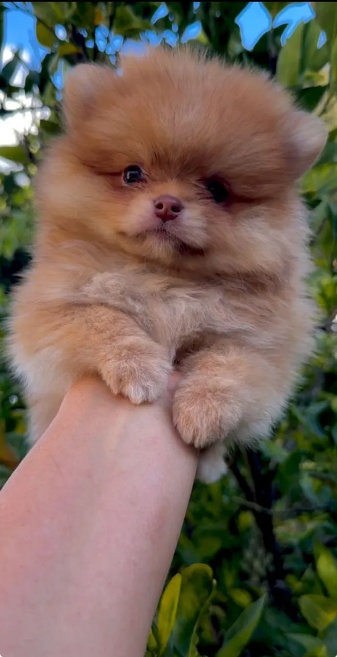 Filhote de Spitz Alemão/Pomerânia