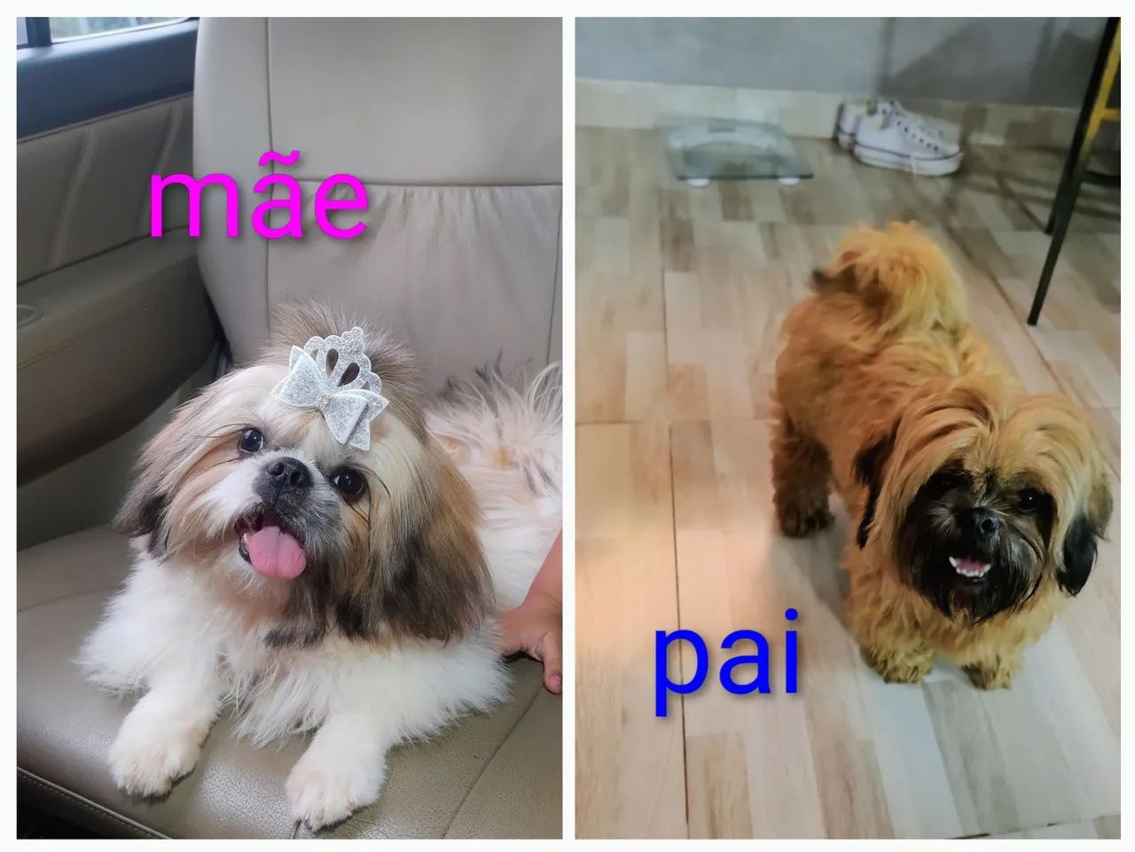 Shih tzu filhotes marrom chocolate macho e Cachorros