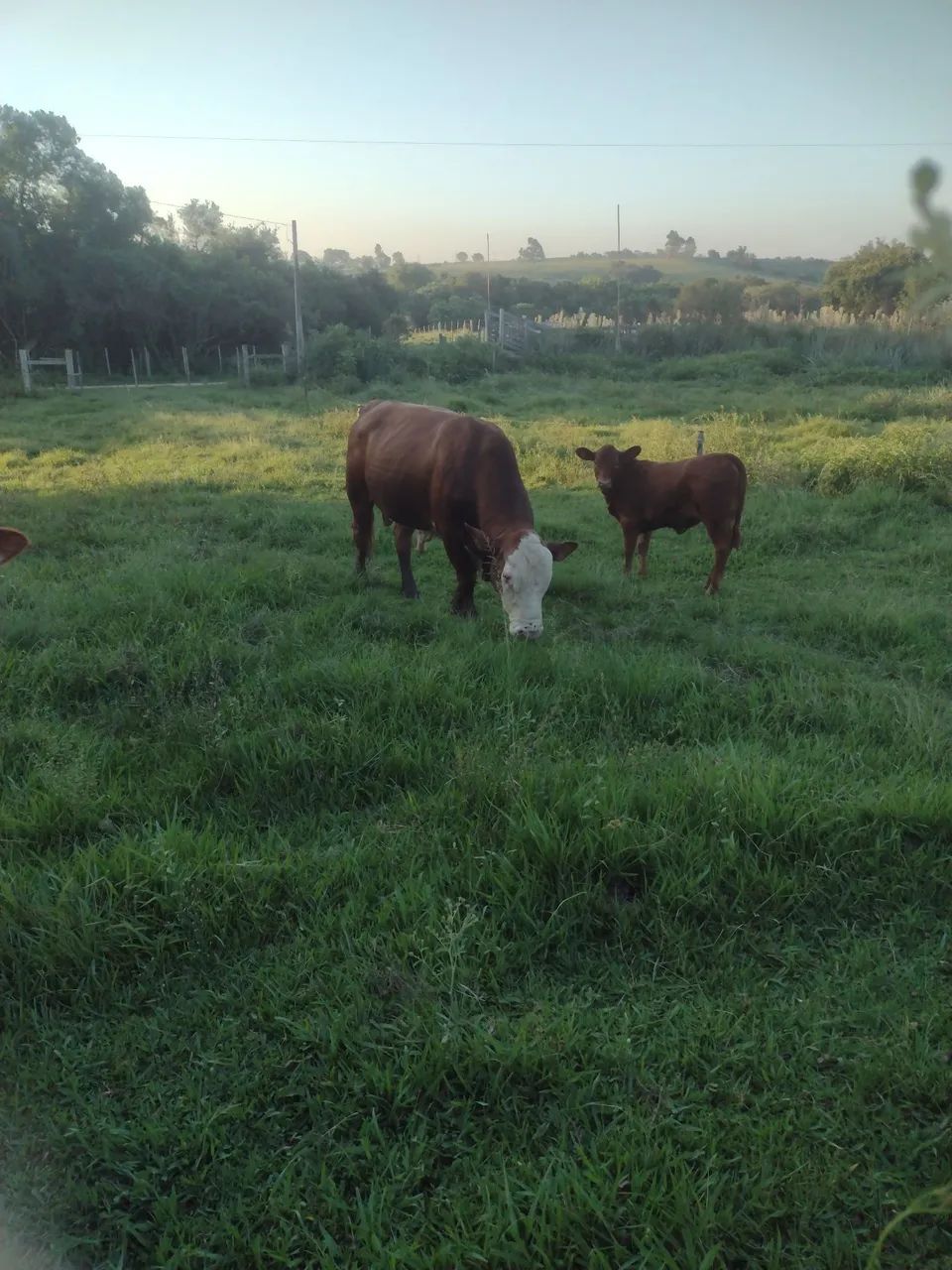 Touro Braford - Foto 2