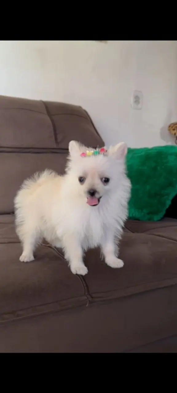 Filhote de Spitz Alemão fêmia