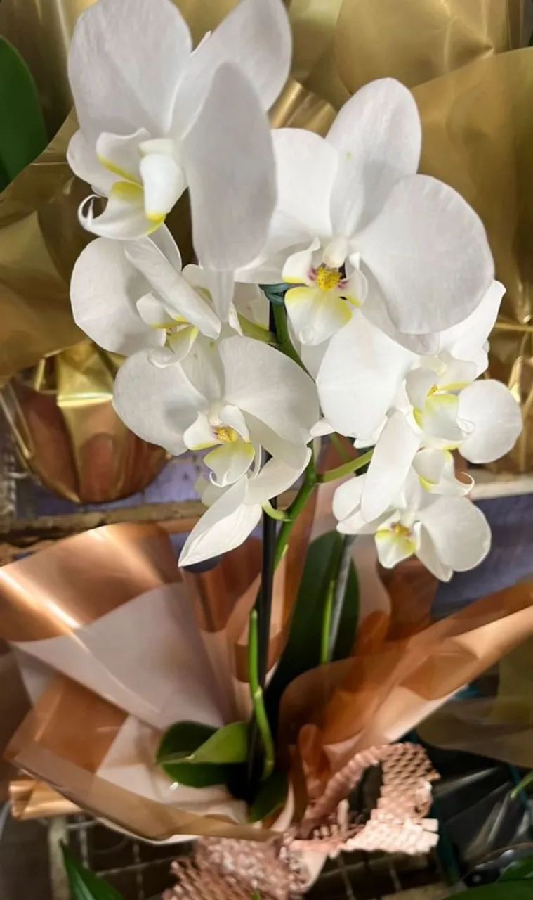Lindas Orquídeas - Várias Cores e Espécies  - Foto 2