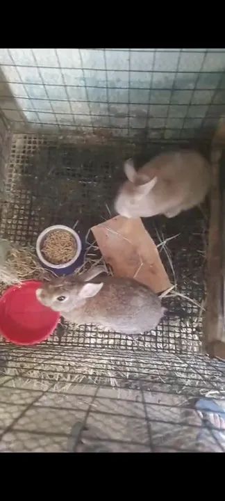 Dois coelhos fofinhos para doação adoção - Foto 4