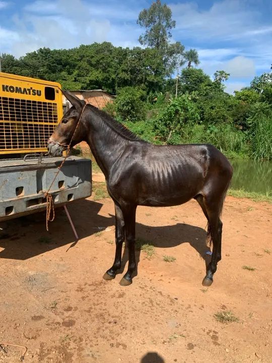 Vendo ou troco  - Foto 4