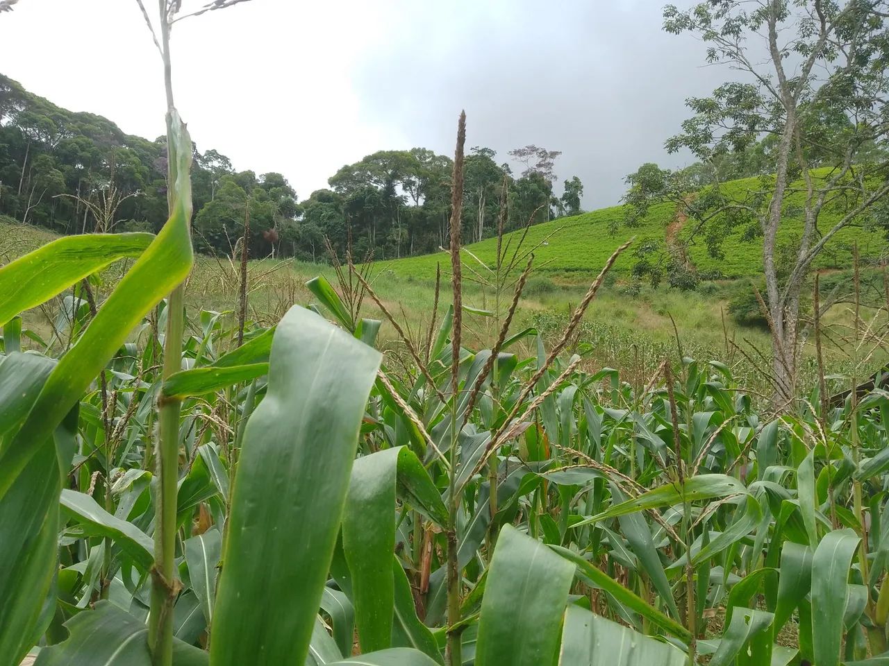 Sítio pedras azul 4 alqueires  - Foto 11