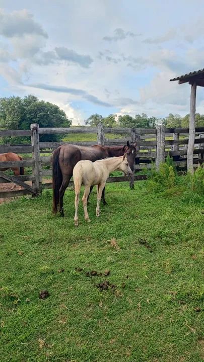 Égua parida - Foto 5