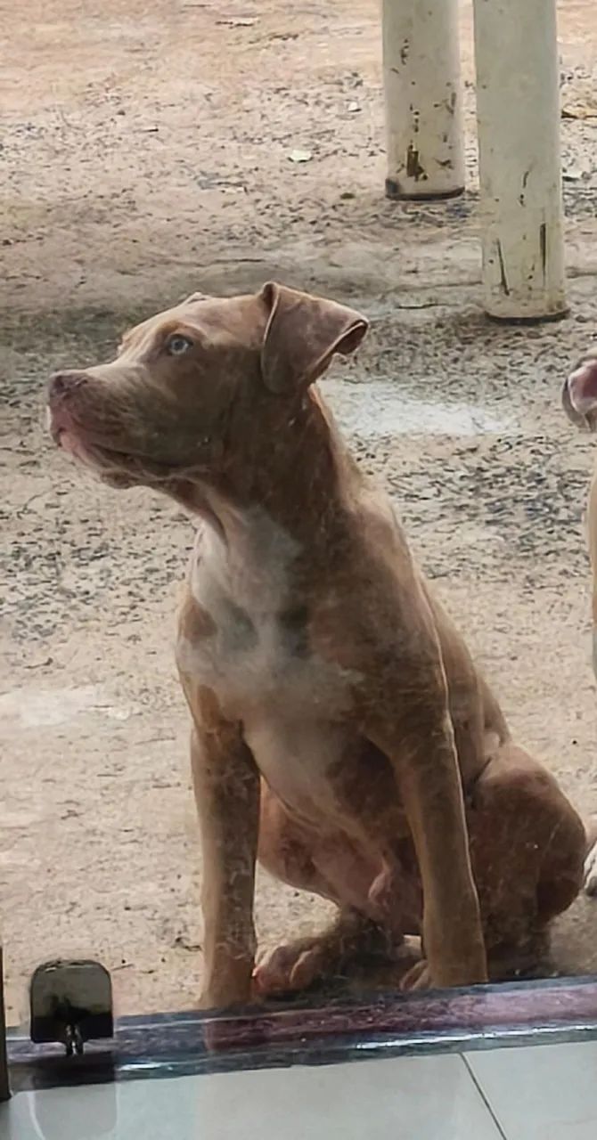 Vende-se filhote macho de Pit Monster   - Foto 2