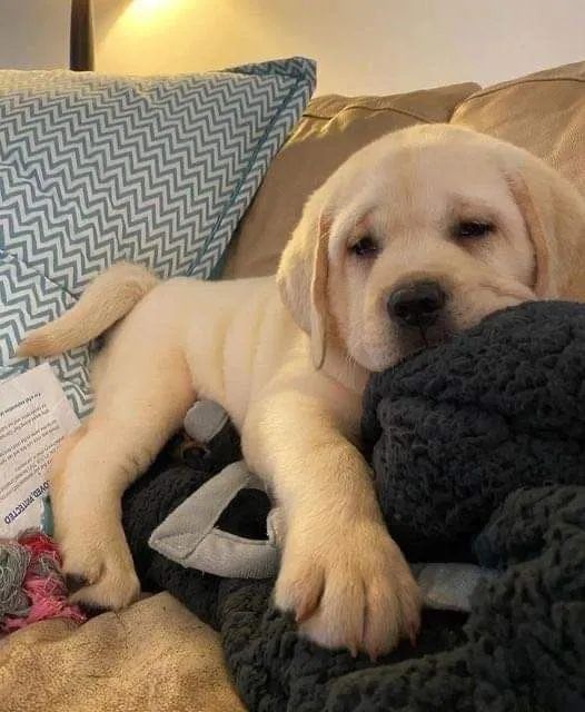 Labrador: Promoção