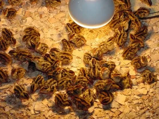 Filhotes de codorna
