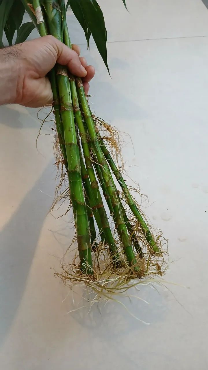 Bambu da sorte - Foto 2