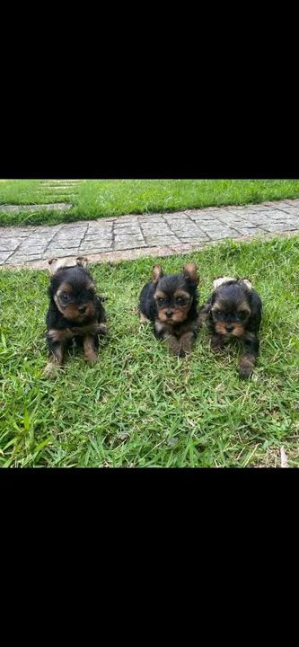 York fêmea mini  - Foto 2