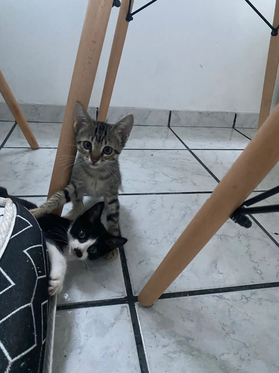 2 gatinhos filhotes  - Foto 4