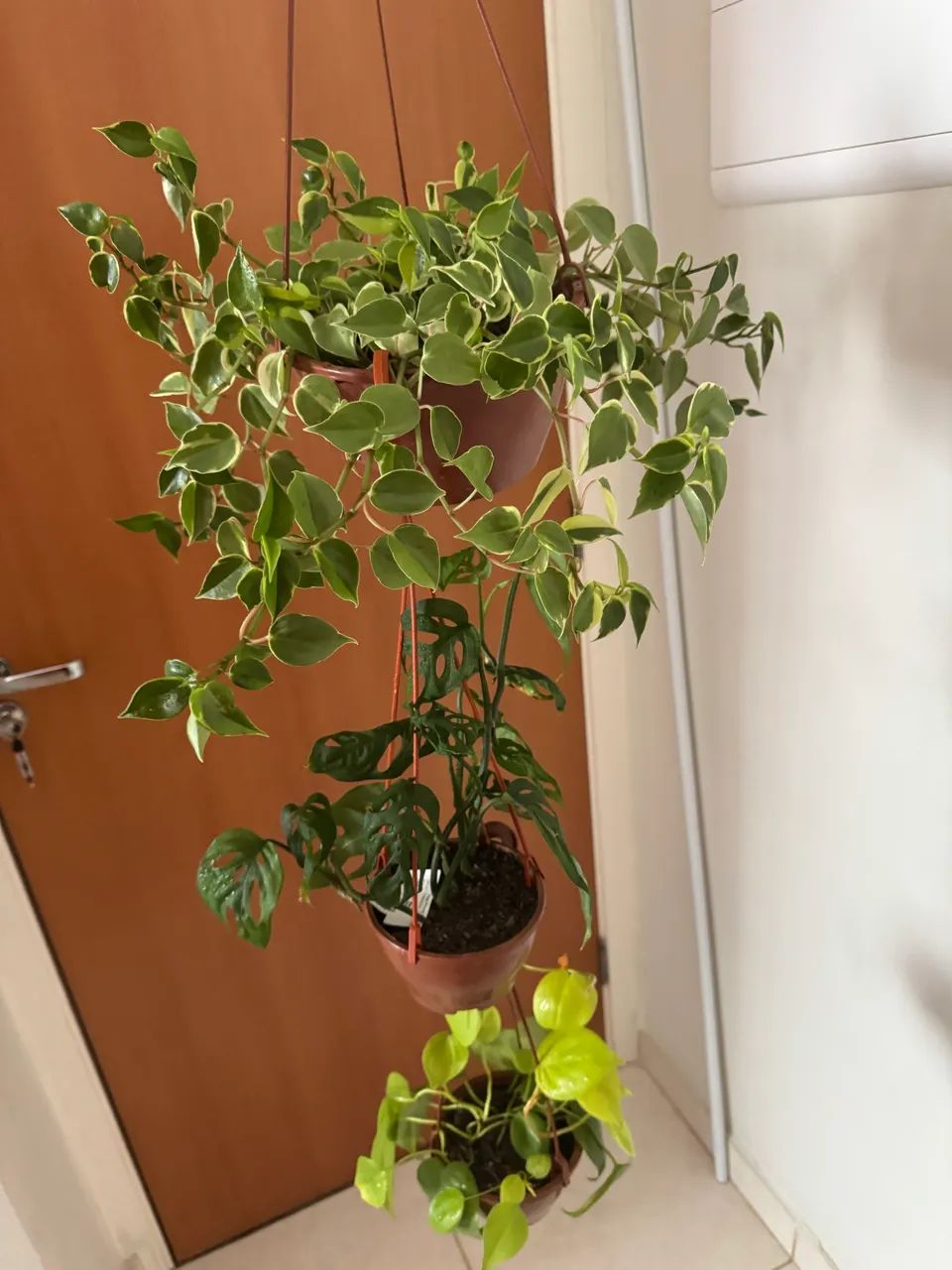 Filodendro Limão + Costela de Eva + Peperônia 