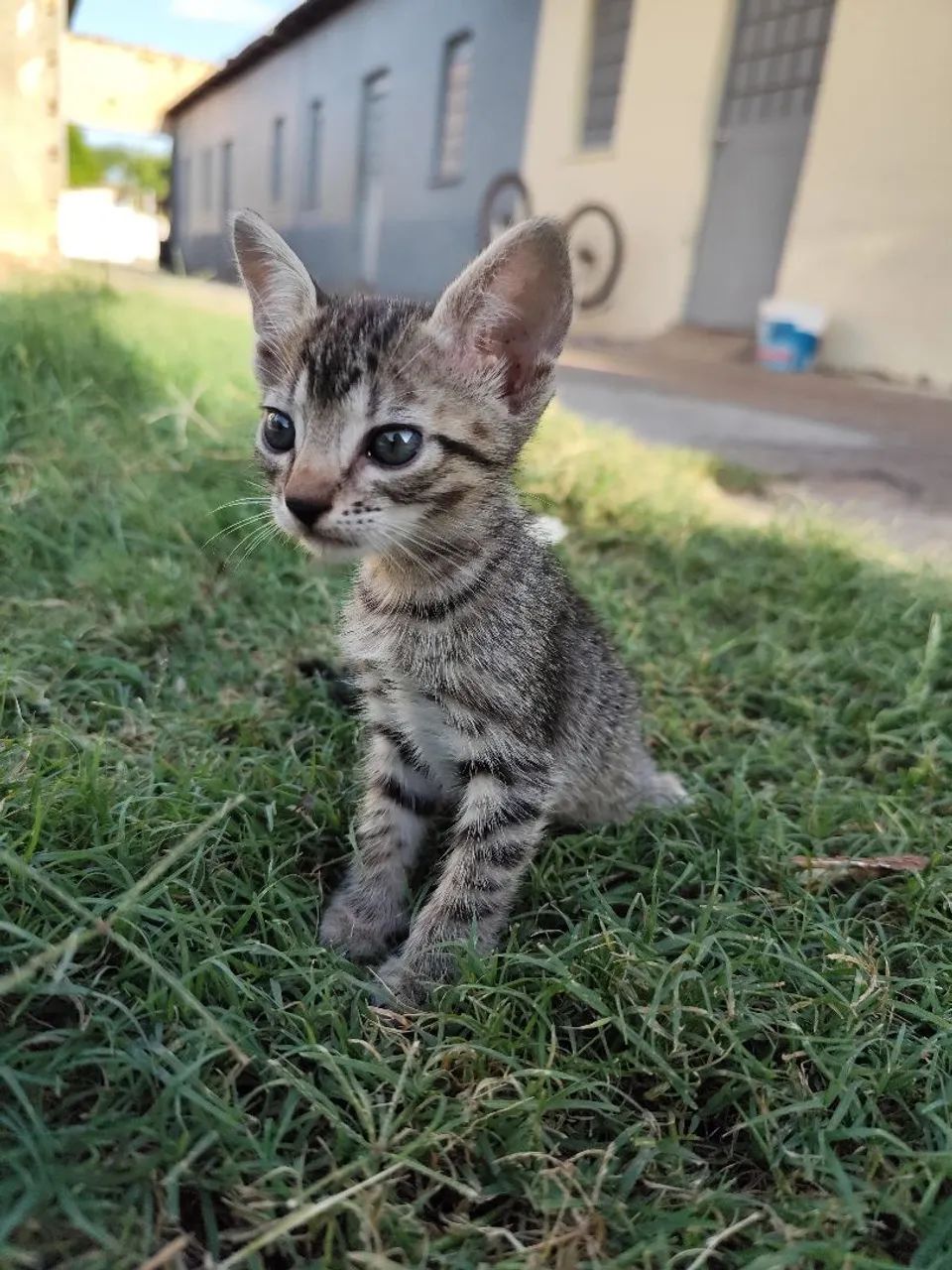 Gatinhos fofinhos para adoção responsável - Foto 3