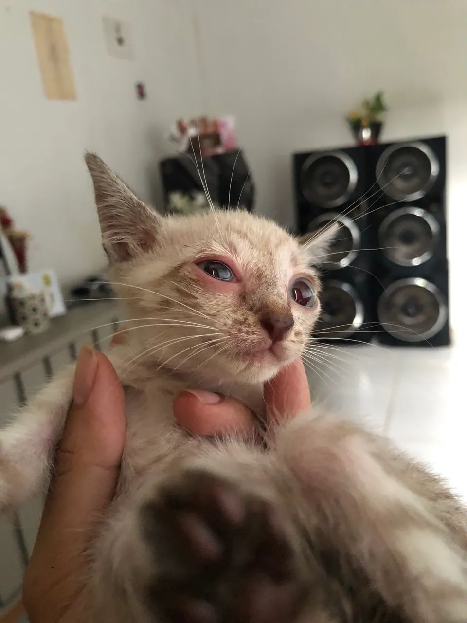 ADOÇÃO RESPONSÁVEL  - Foto 3