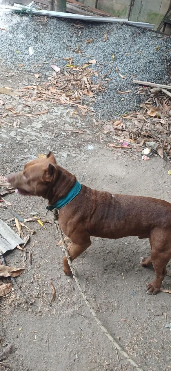 Doação de Pit bull, menos de 1 ano de vida!!!!! - Foto 4