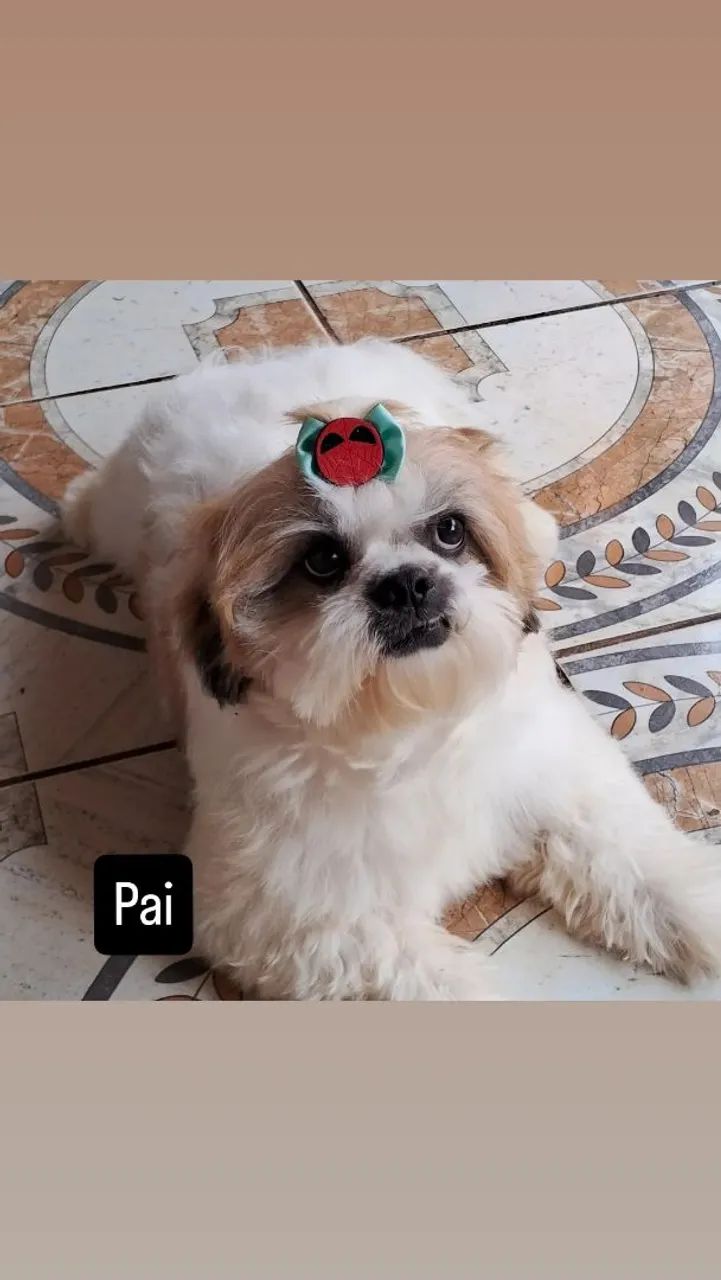 Filhote Shih Tzu APENAS 1 MACHOS DISPONÍVEL, - Foto 4